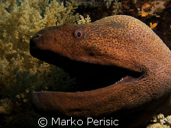 Up close and personal with a Giant Moray (gymnothorax jav... by Marko Perisic 